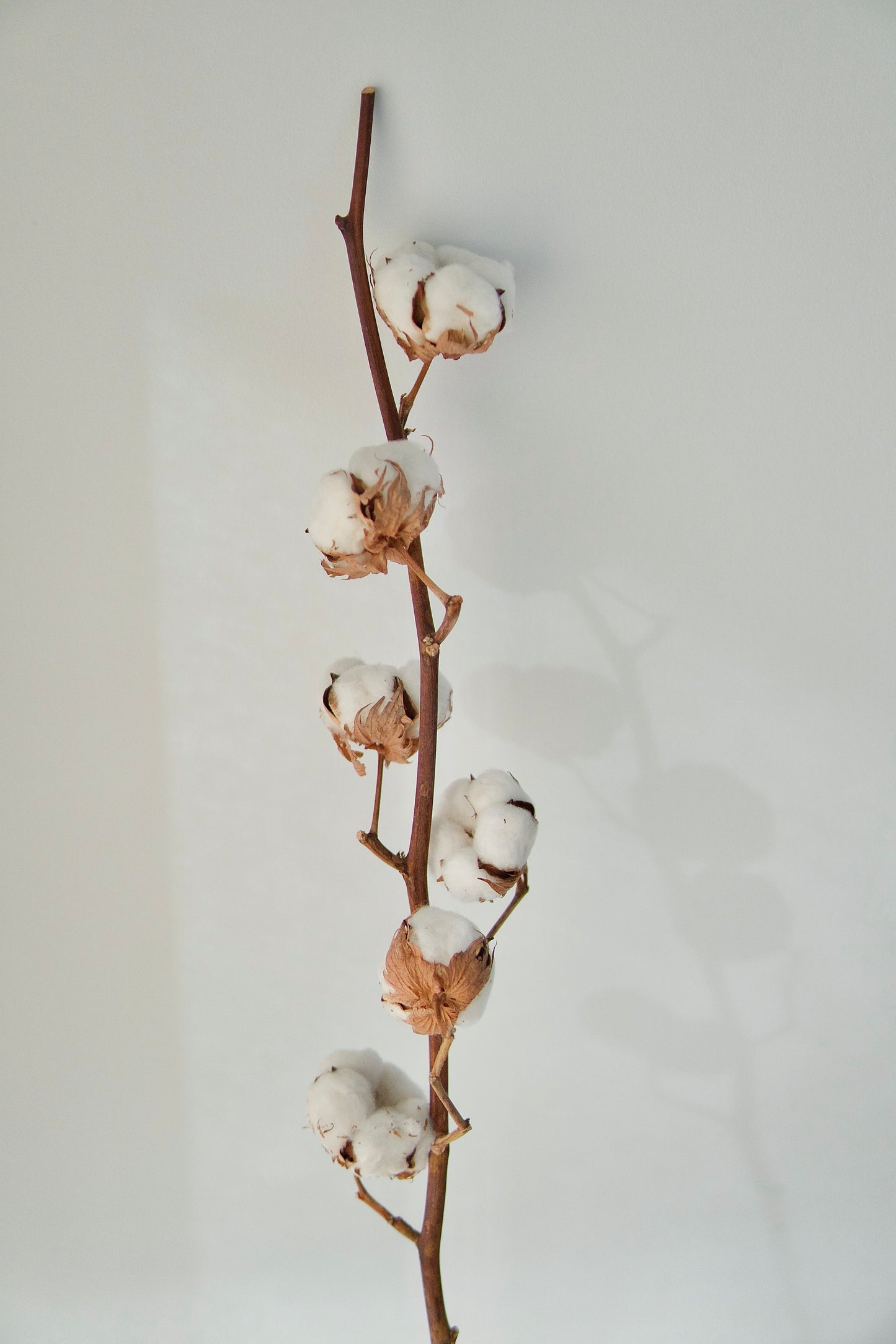 Cotton Stem
