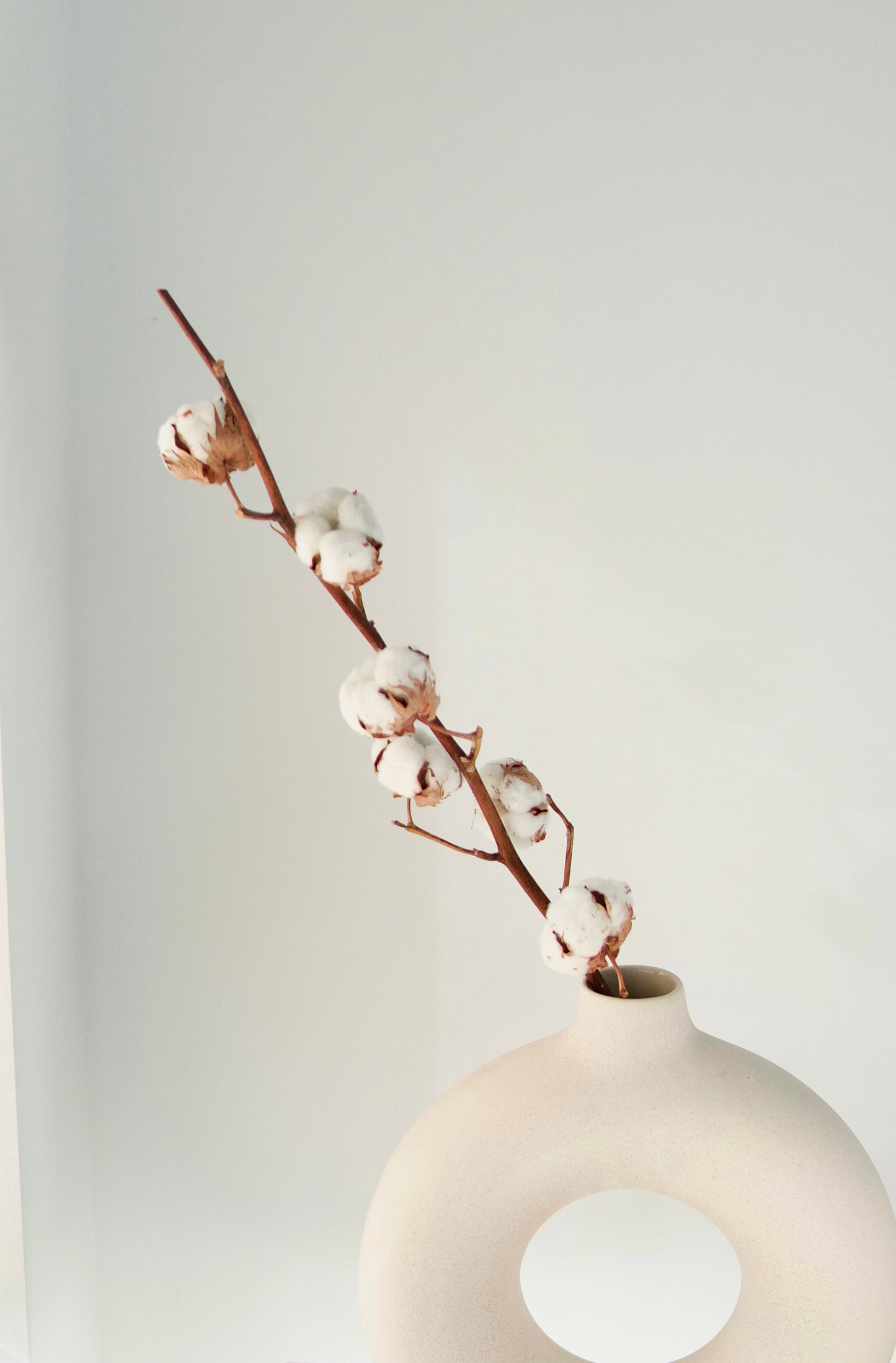 Cotton Stem