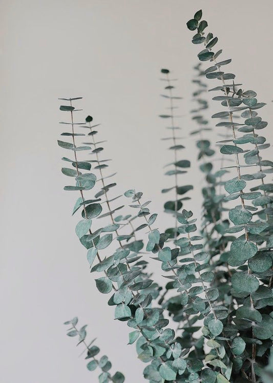 Eucalyptus