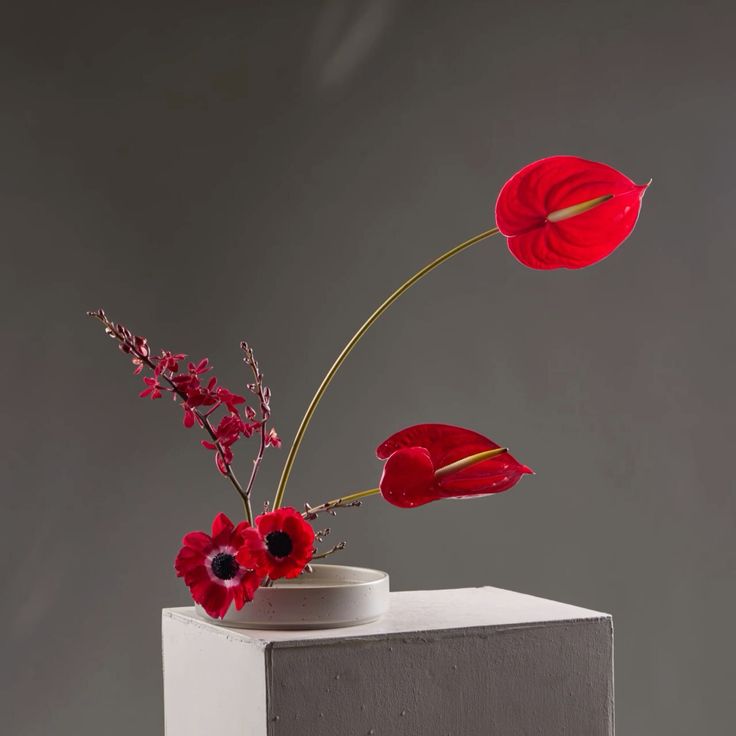 Red flowers in a white vase on a gray surface with a dark gray background