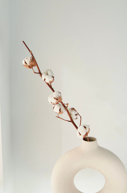 Cotton Stem